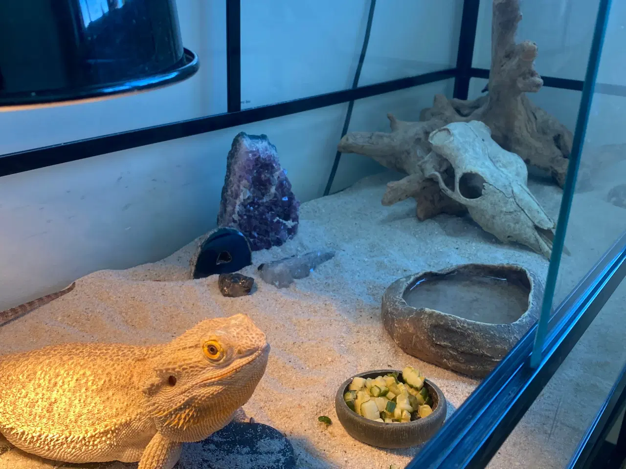 Billede 2 - Skægagame inkl terrarium og div tilbehør og bord
