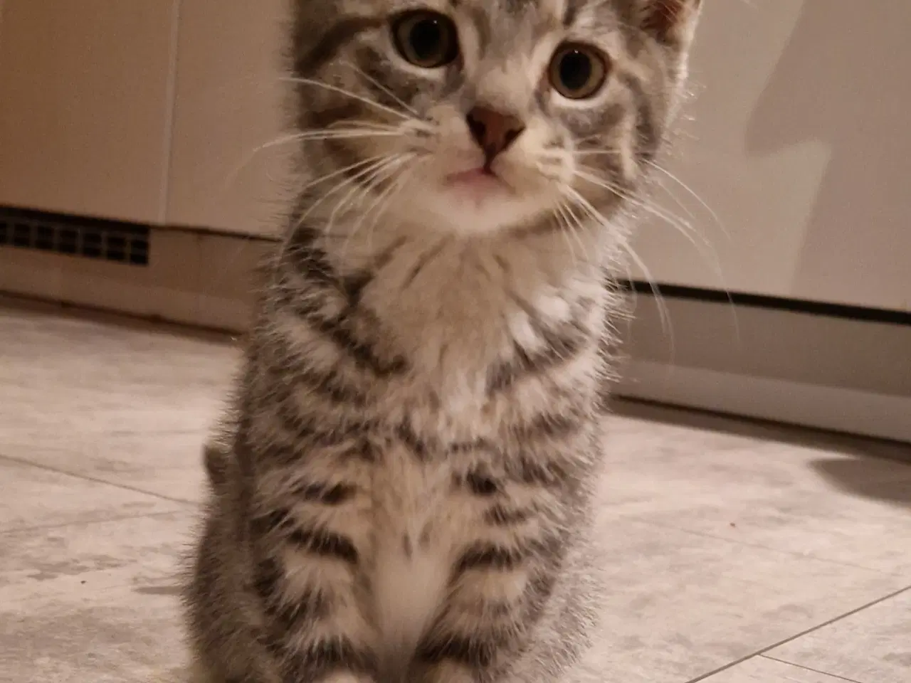Billede 3 - Sød han kattekilling