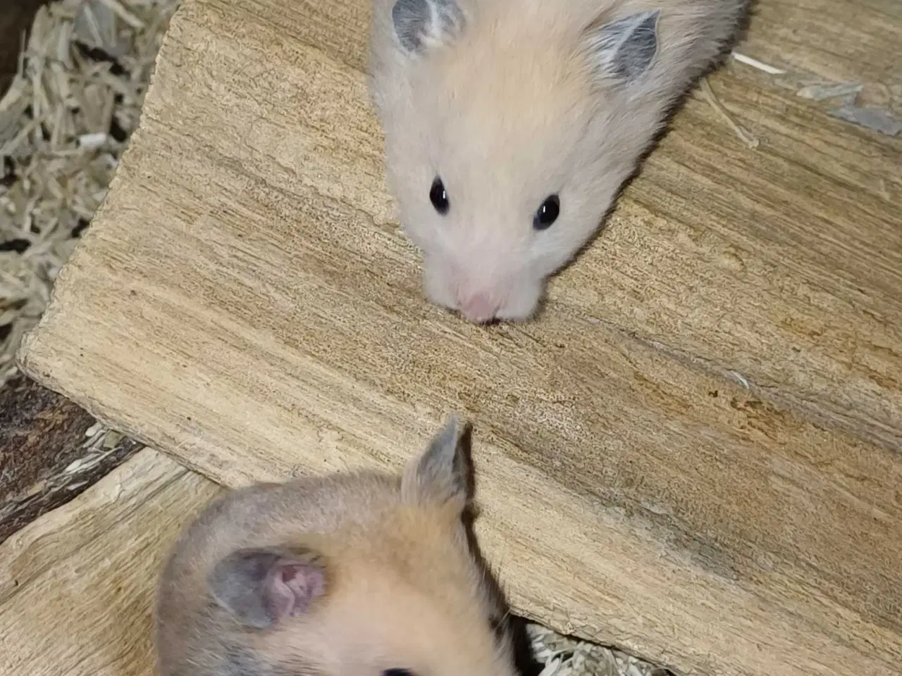 Billede 16 - Guldhamster unger