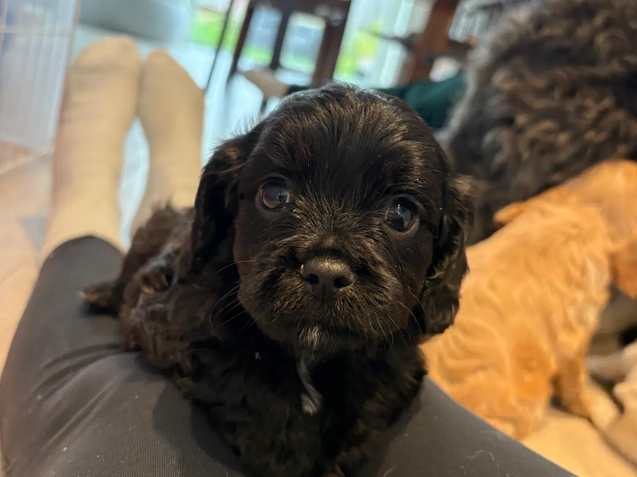 Billede 4 - Cavapoo hvalpe 