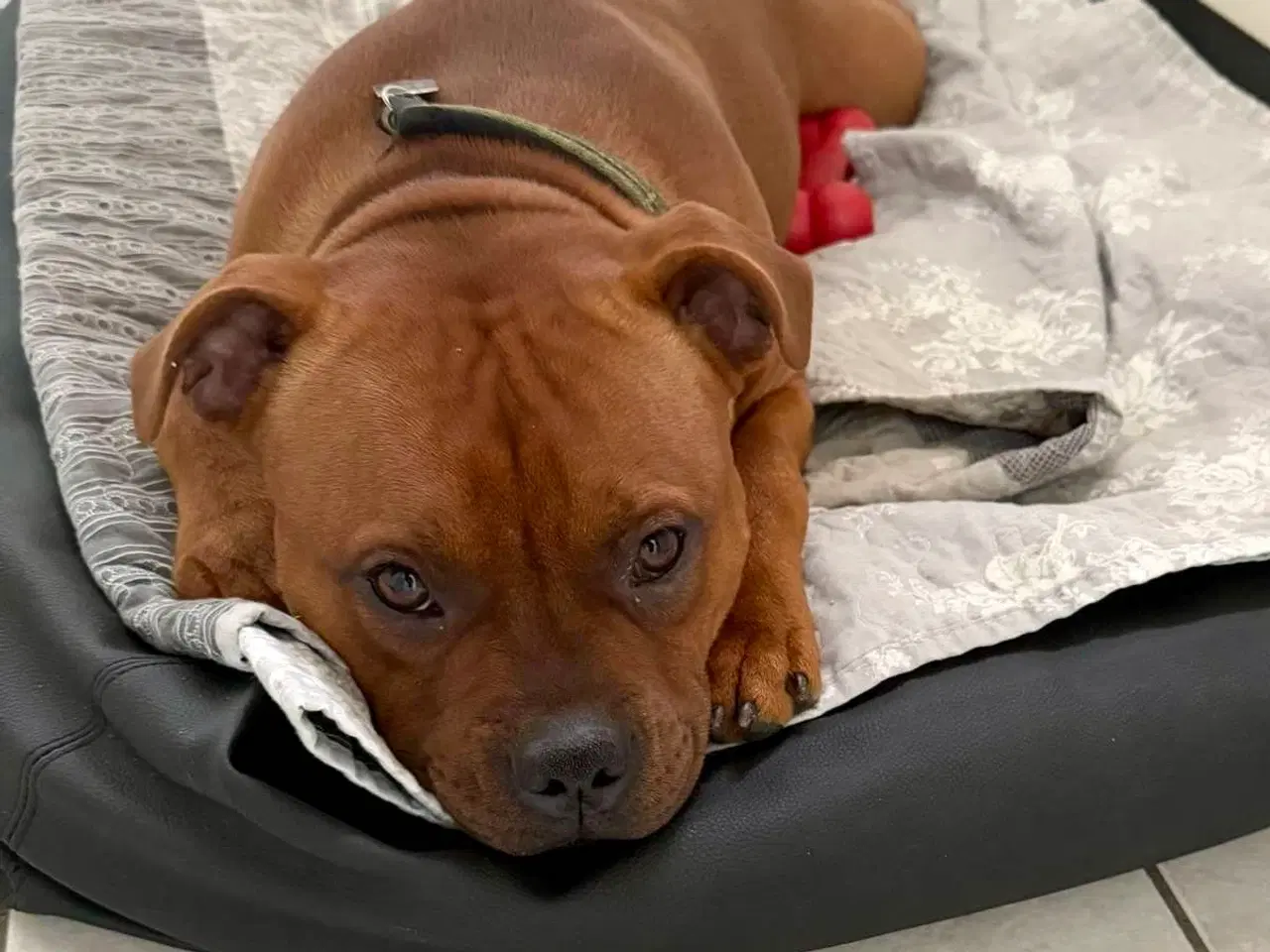 Billede 16 - Staffordshire Bull Terrier han