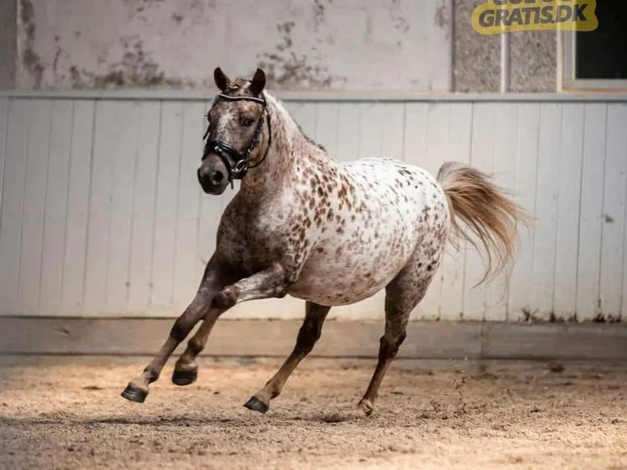 Billede 9 - 3èr pony hoppe