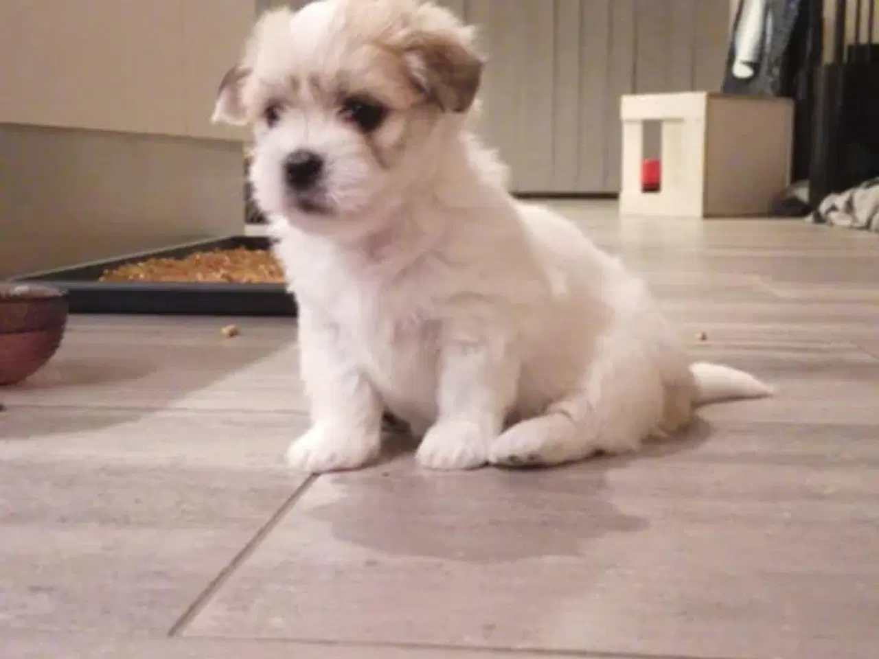 Billede 3 - Coton de Tulear / Lhasa apso