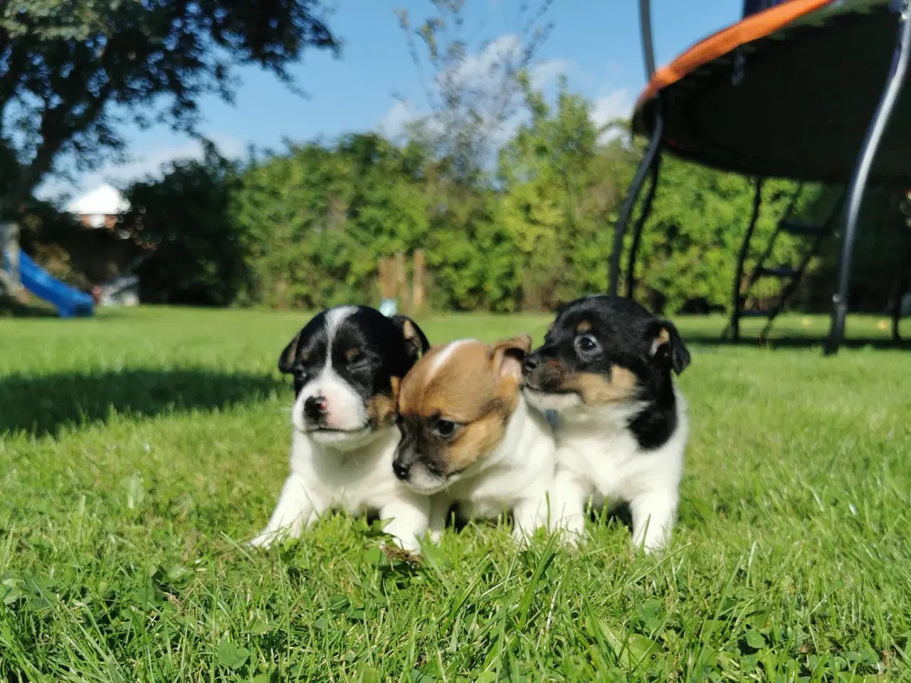 Billede 10 - Hunde hvalpe