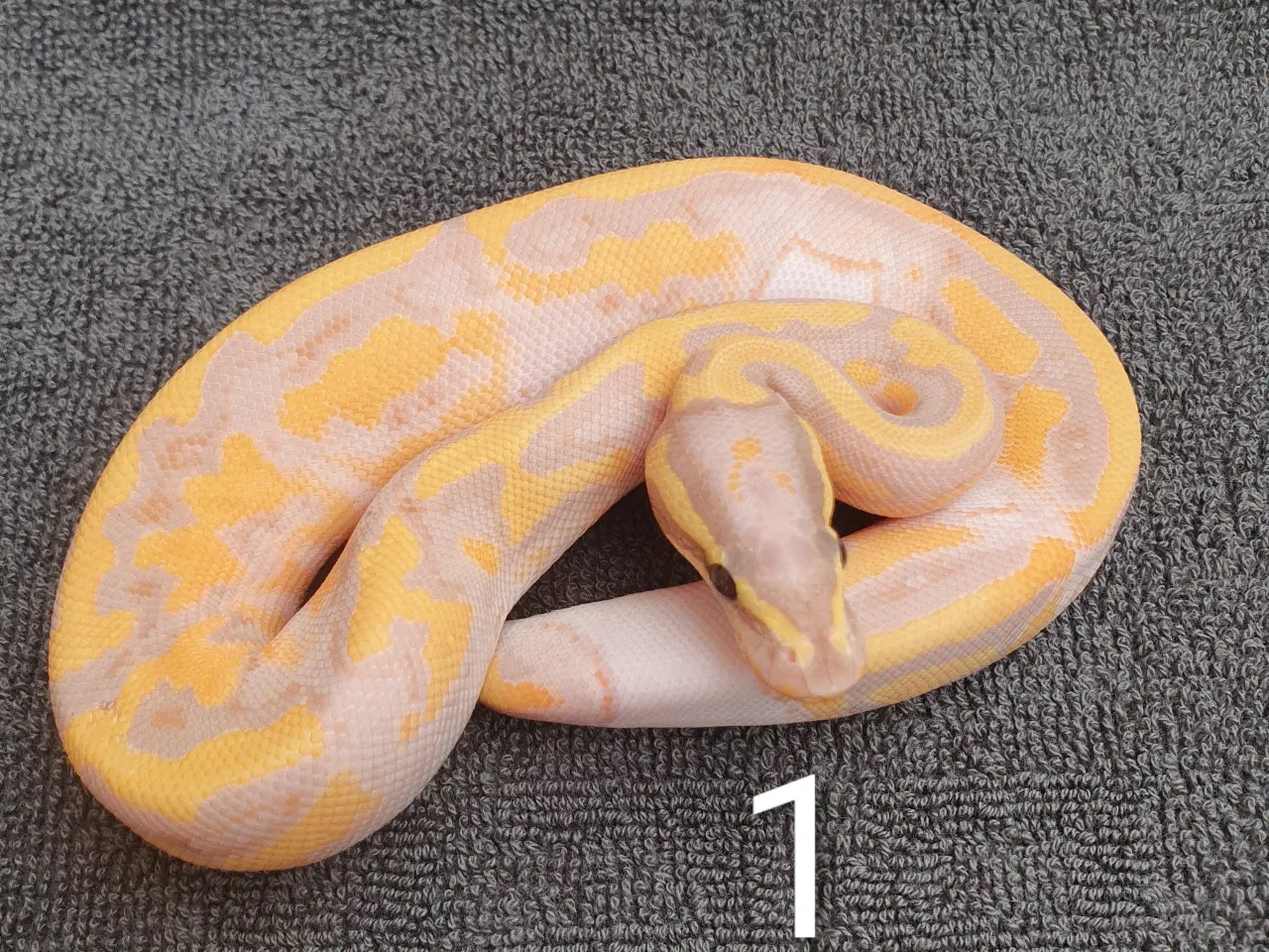 Billede 1 - Kongepython morfer pieds og andet