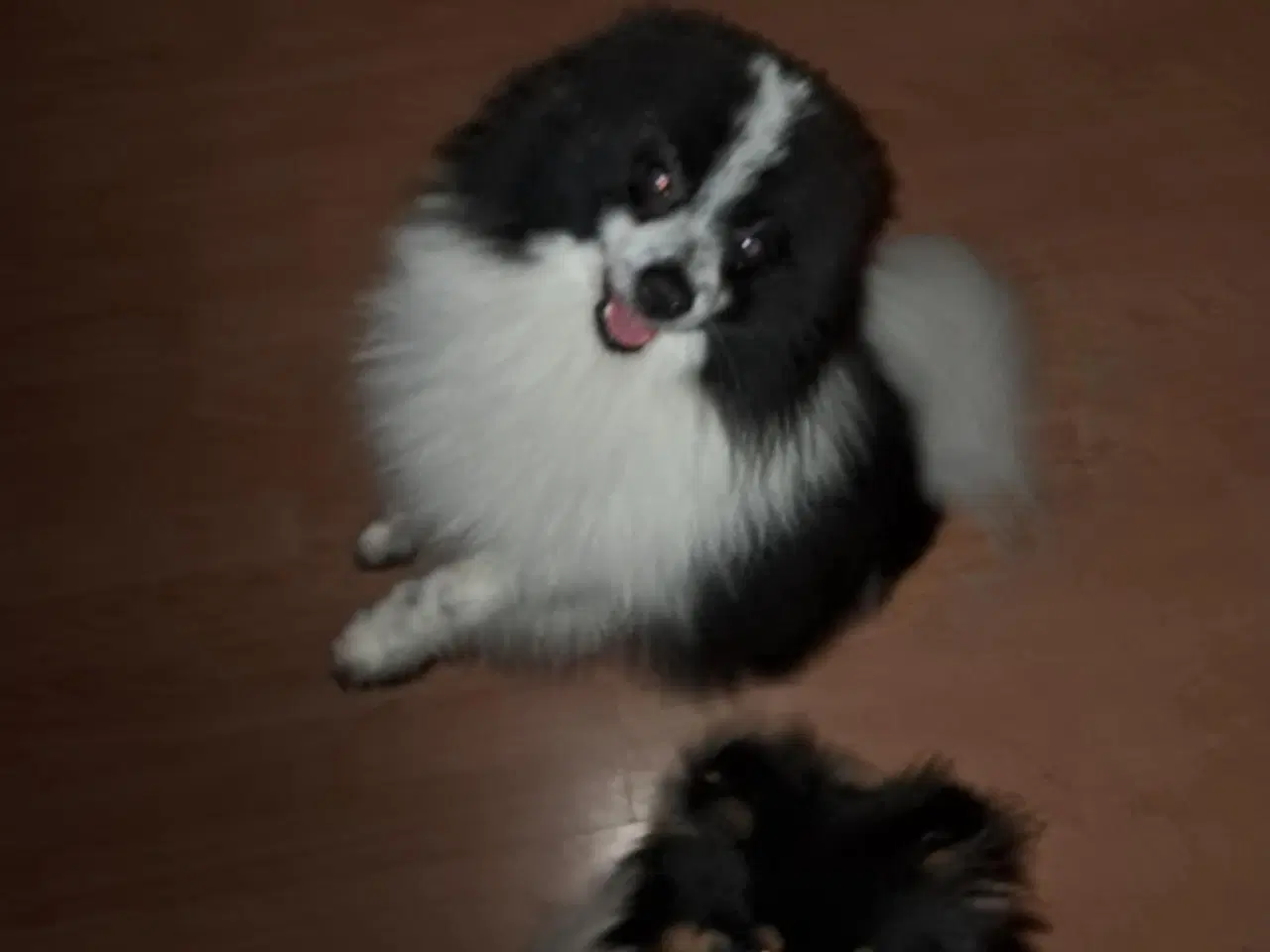 Billede 4 - Kærlig pommeranian dreng 