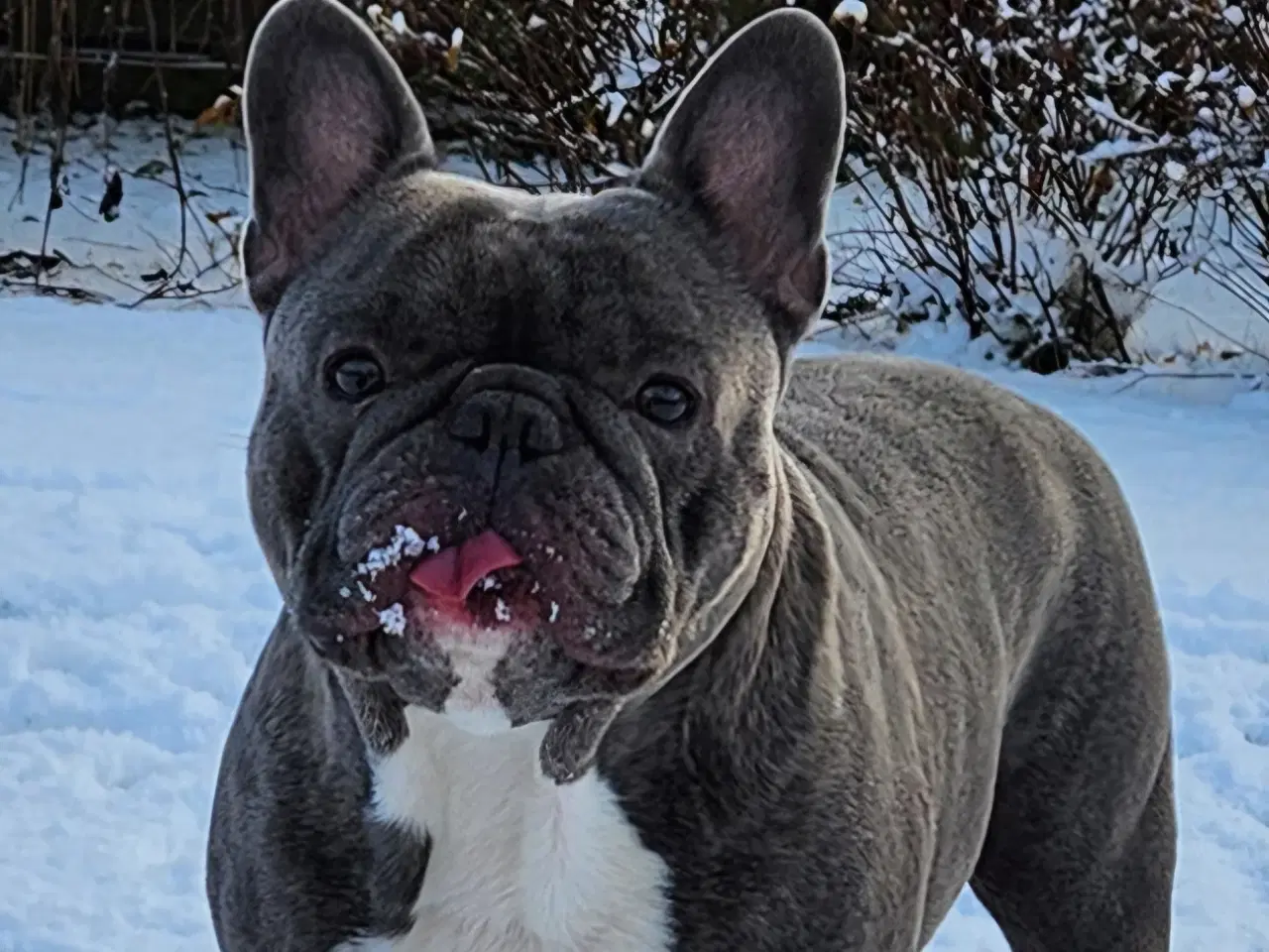 Billede 2 - Fransk bulldog