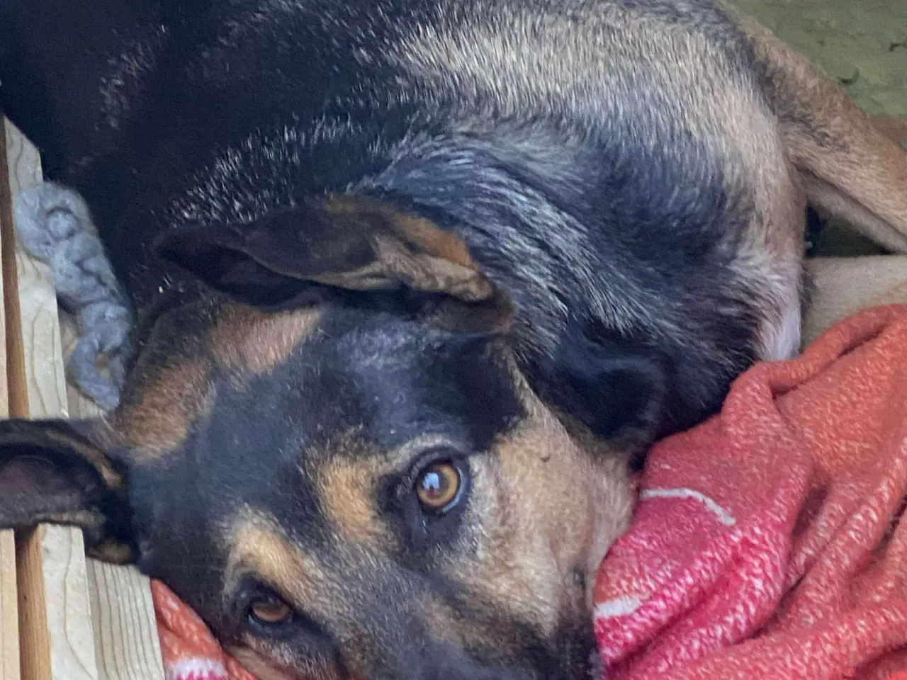 Billede 5 - Milde Bono søger familie