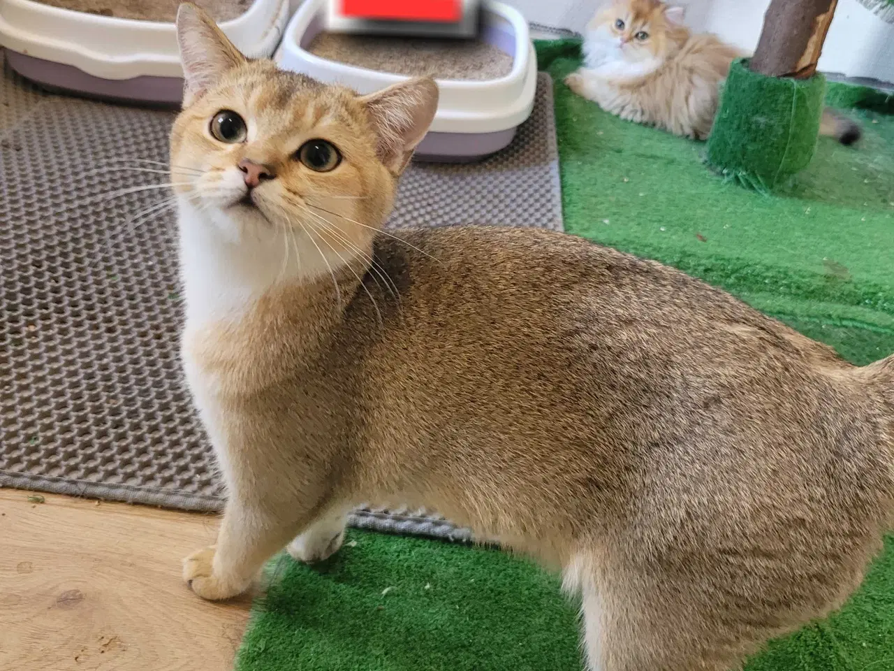 Billede 3 - British Shorthair hankat med stamtavle 