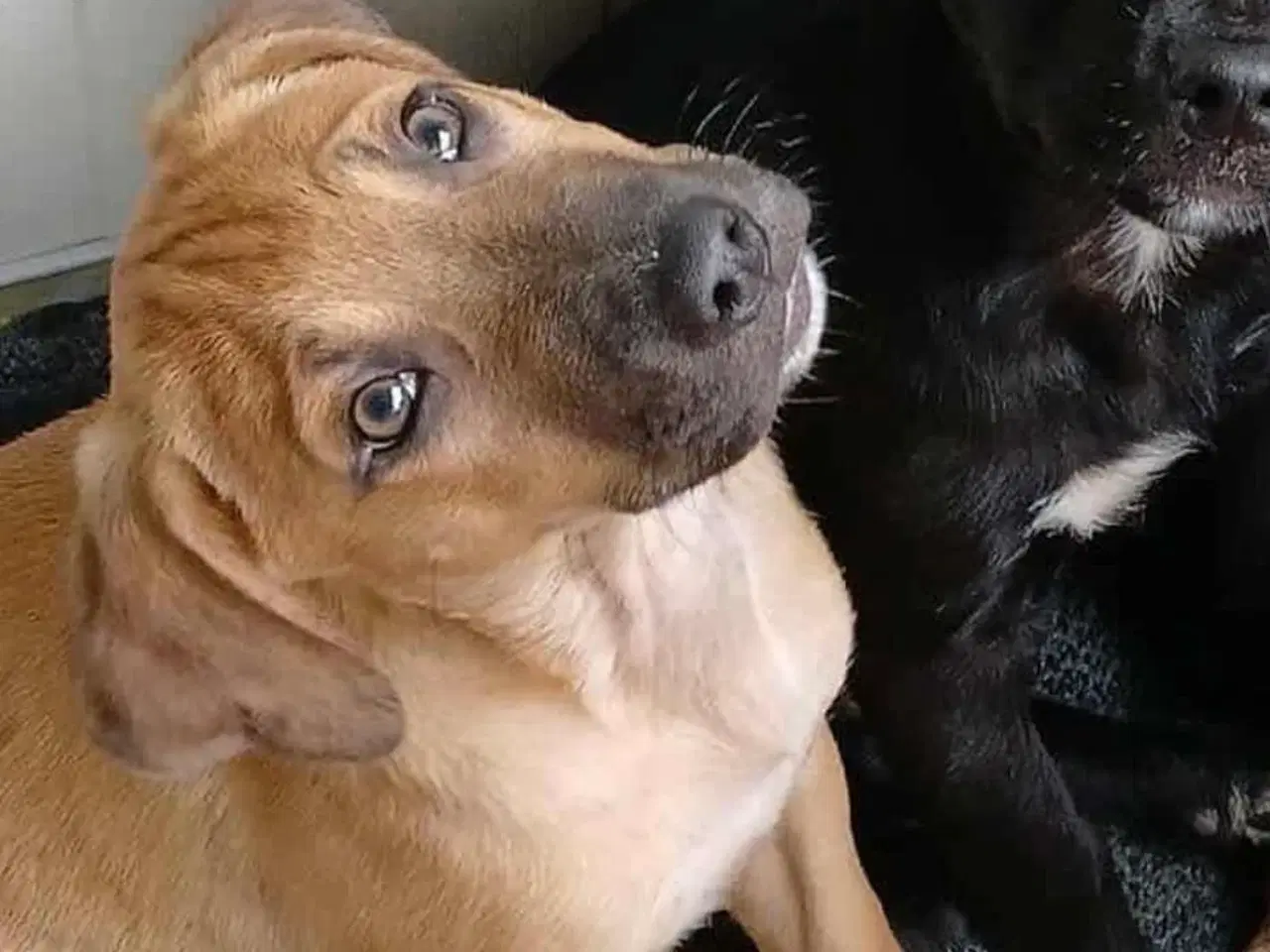 Billede 5 - Sødeste Odin søger familie 