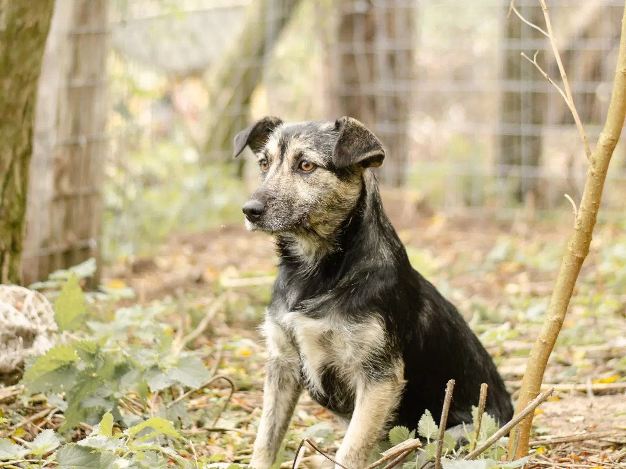 Billede 1 - Skønneste Mona søger sit helt eget hjem