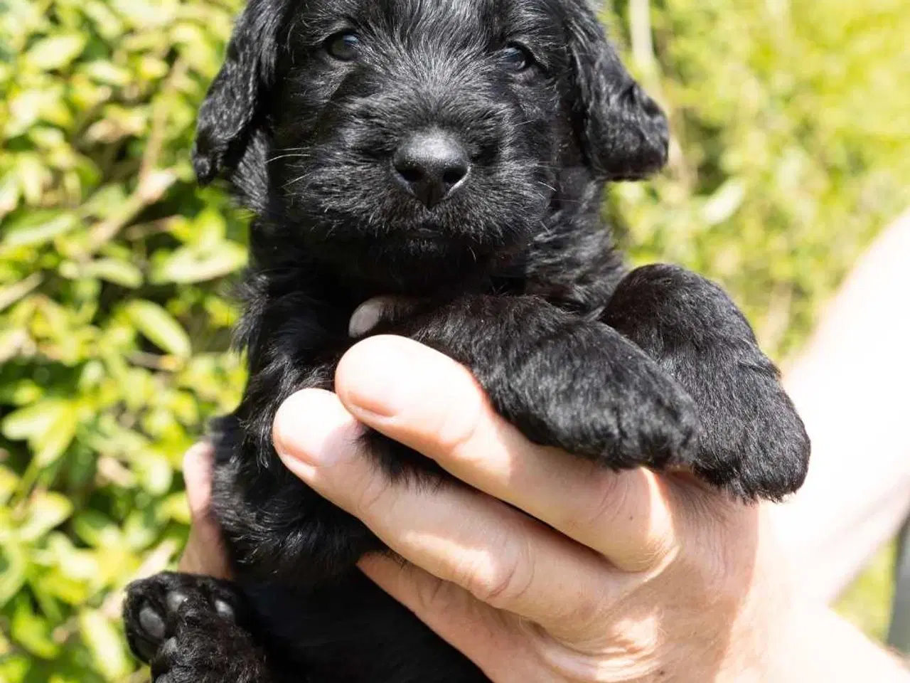 Billede 7 - Labradoodle hvalpe 