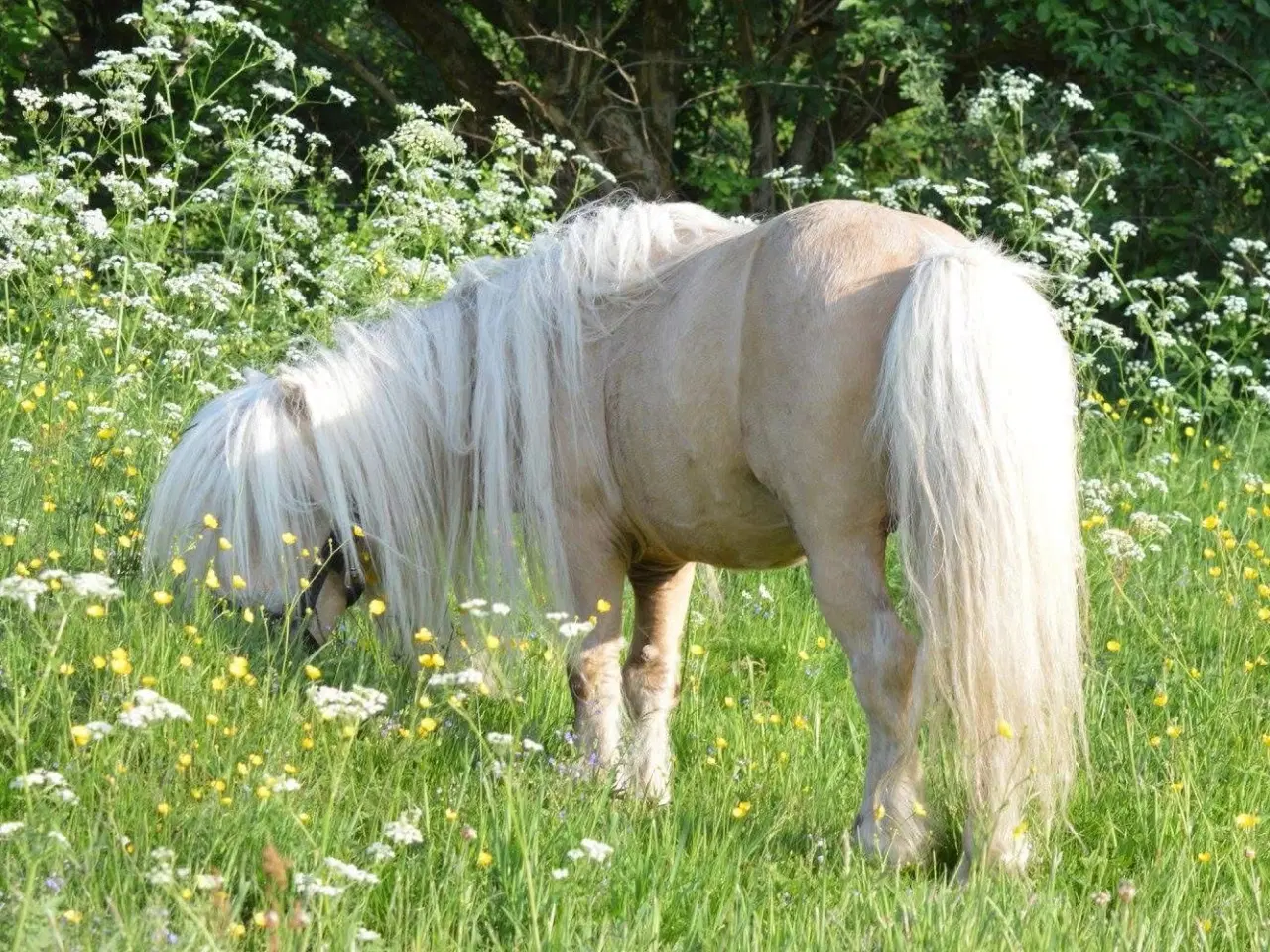 Billede 8 - Albert mini palomino 