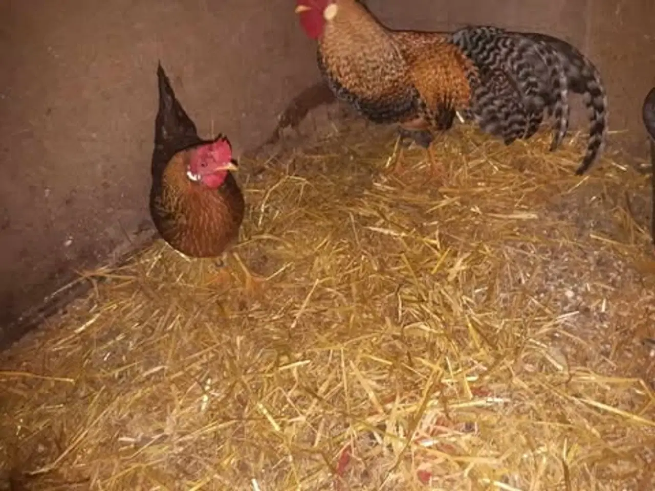 Billede 1 - Dværghøns