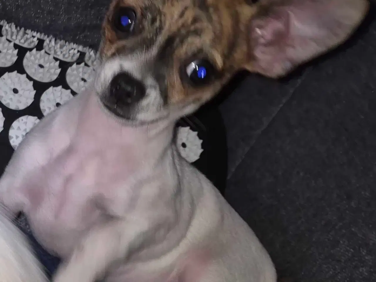 Billede 1 - chihuahua 