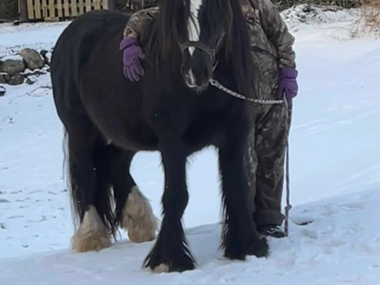 Billede 13 - Gypsy Vallak 