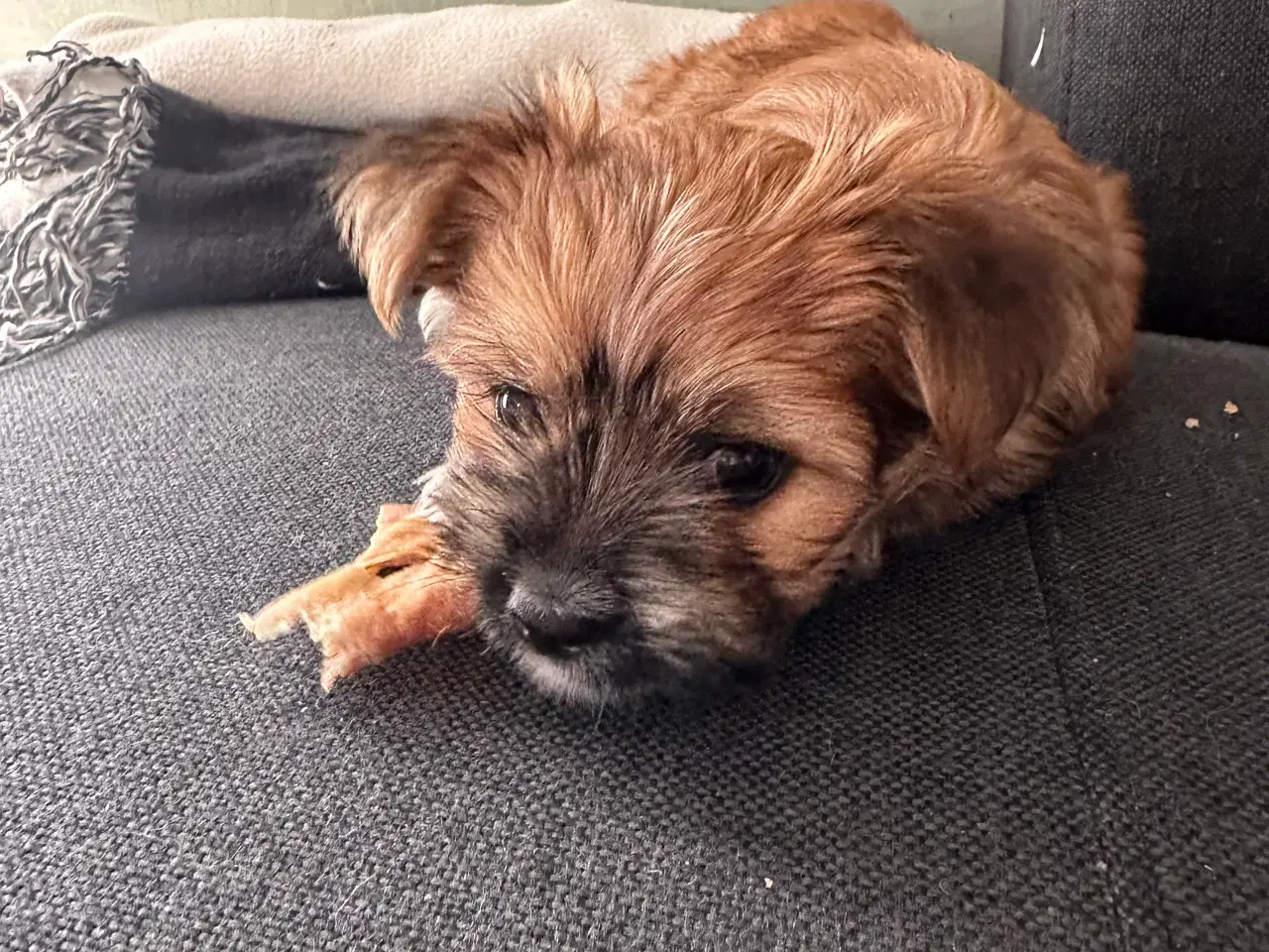Billede 11 - Yorkshire Terrier/Chihuahua blanding