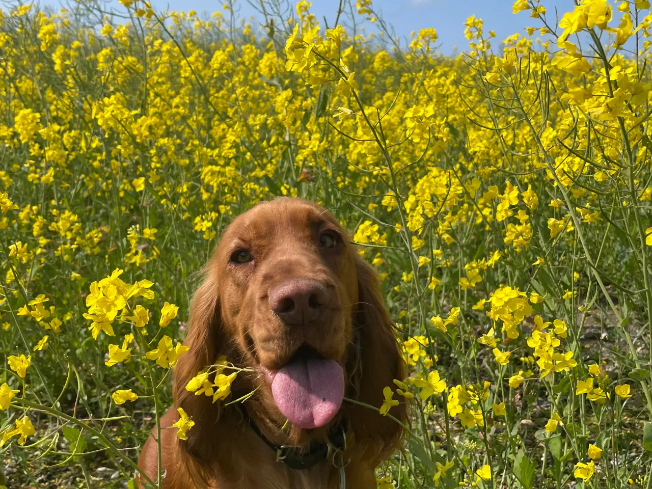Billede 6 - Engelsk Cocker Spaniel
