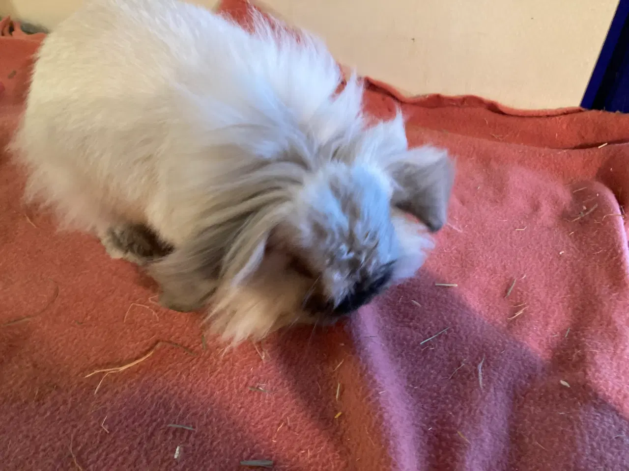 Billede 5 - Smuk Lionlop søger nyt hjem