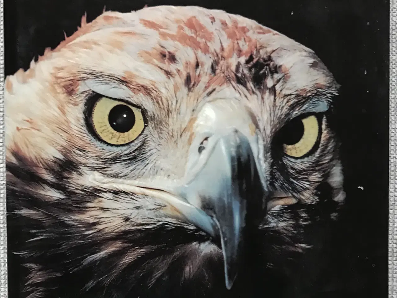 Billede 4 - 4 stk. Naturårsbøger