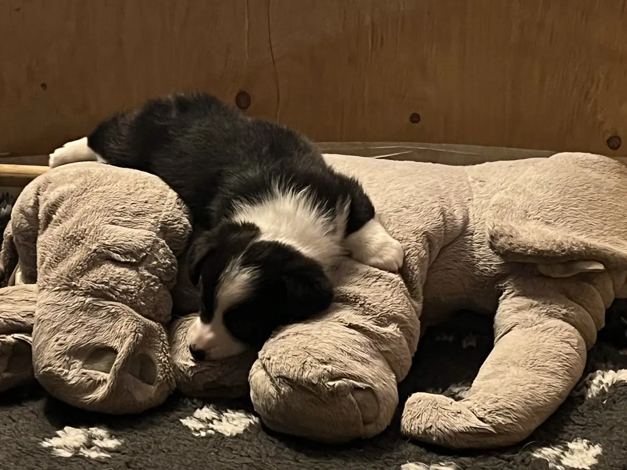 Billede 6 - Welsh Corgi Cardigan Hvalpe