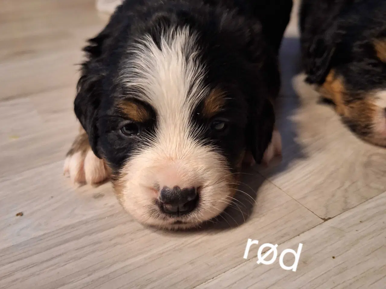 Billede 2 - Bernersenne hvalpe