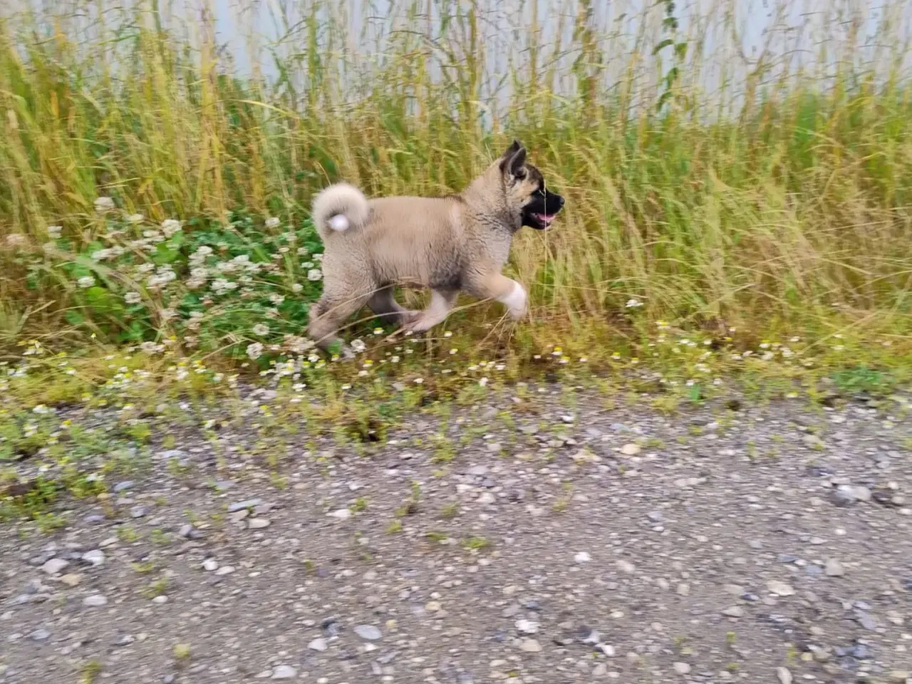 Billede 2 - Dreng hundehvalp Akita American 