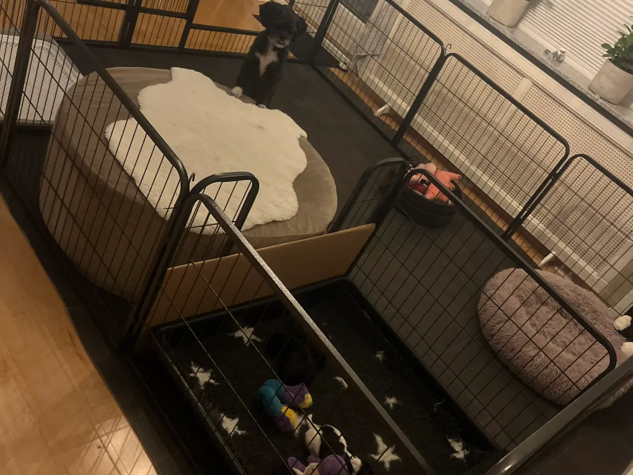 Billede 8 - Puddel malteser shitsu cotten hvalpe