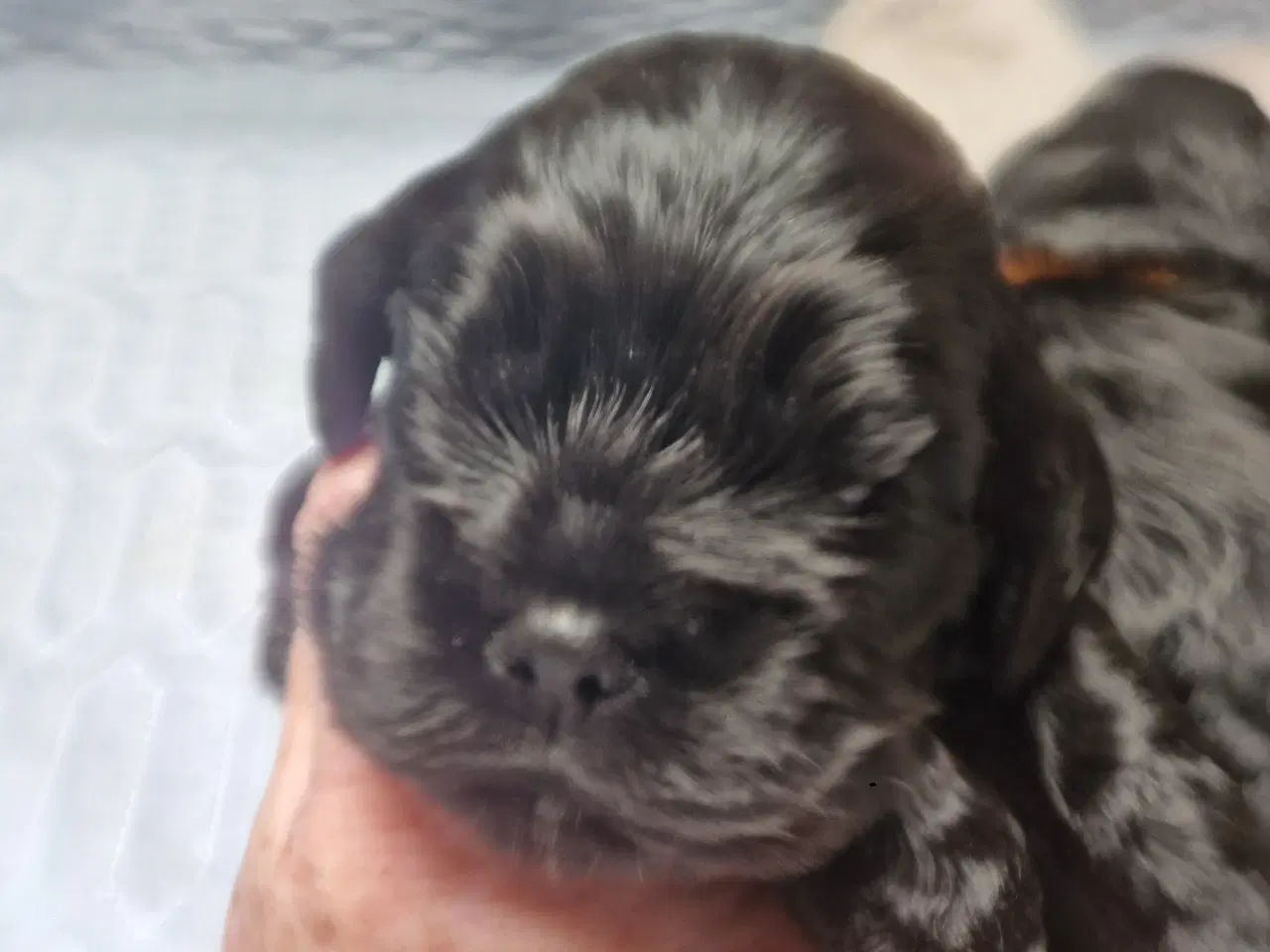 Billede 6 - Amerikansk cocker spaniel valper født 10 juni til 