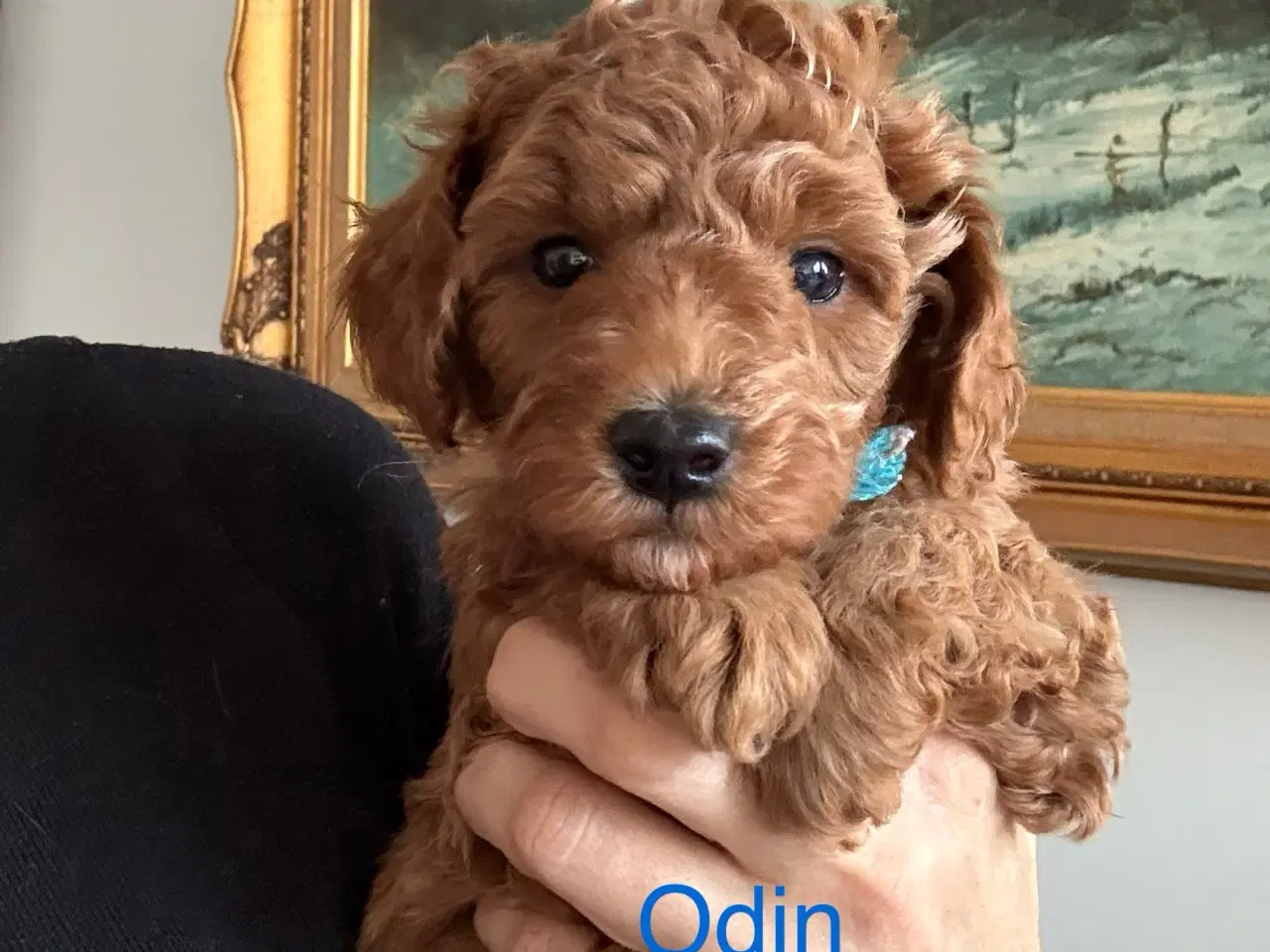 Billede 2 - Puddelhvalpe til salgs 🎄