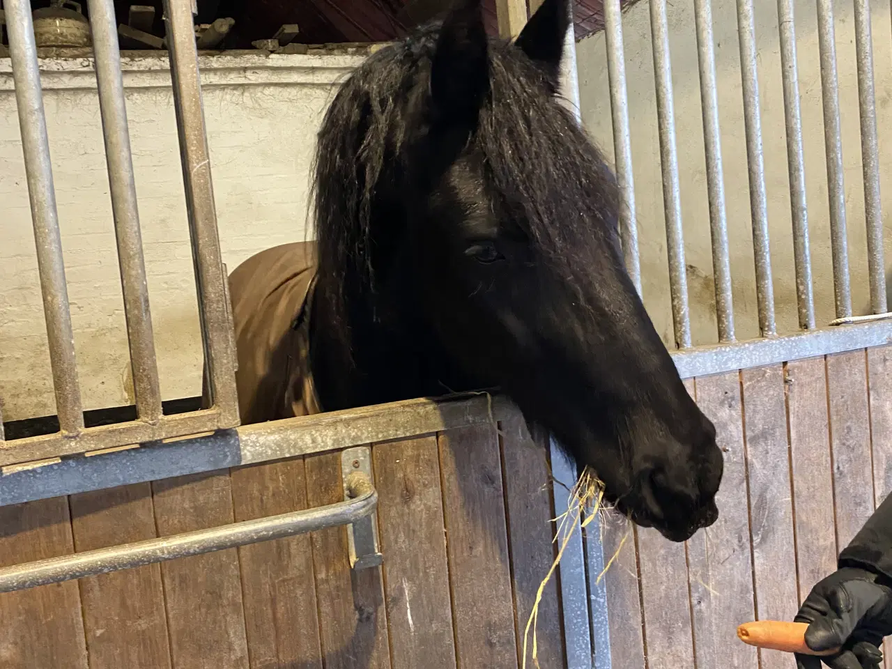 Billede 4 - Sort Barokpinto 