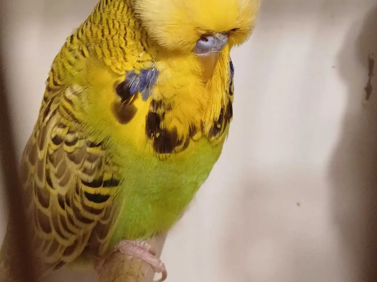 Billede 2 - Engelske undulater