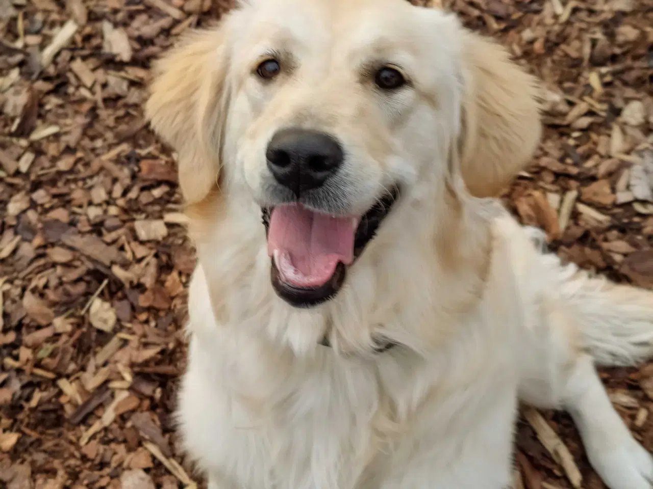 Billede 1 - Skøn golden retriever søger pasning familie