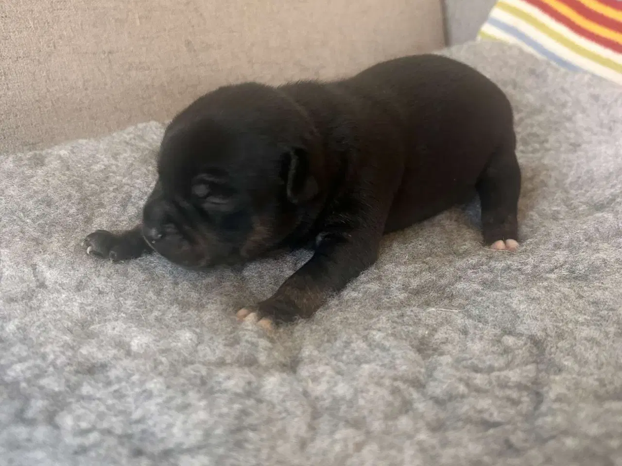 Billede 6 - Engelske stafford Bull terrier stadfy