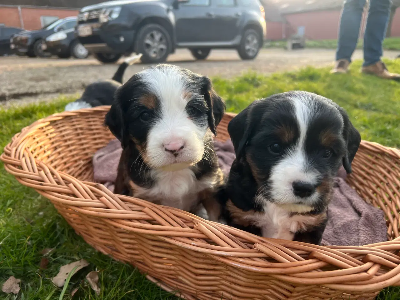 Billede 3 - Cavelier blanding 