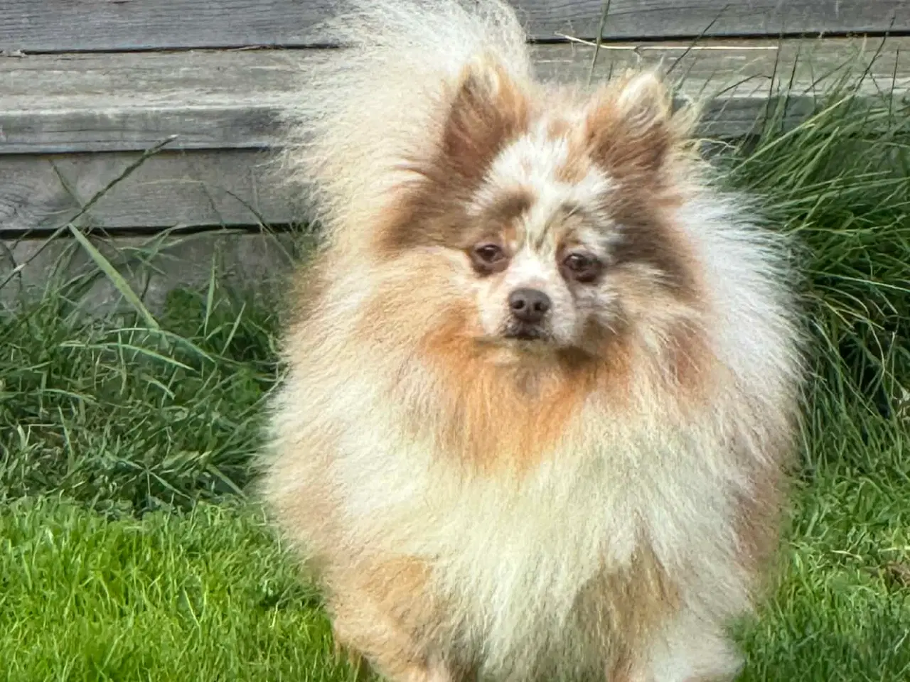Billede 6 - 🌟 Smuk brun Merle Pomerania han 