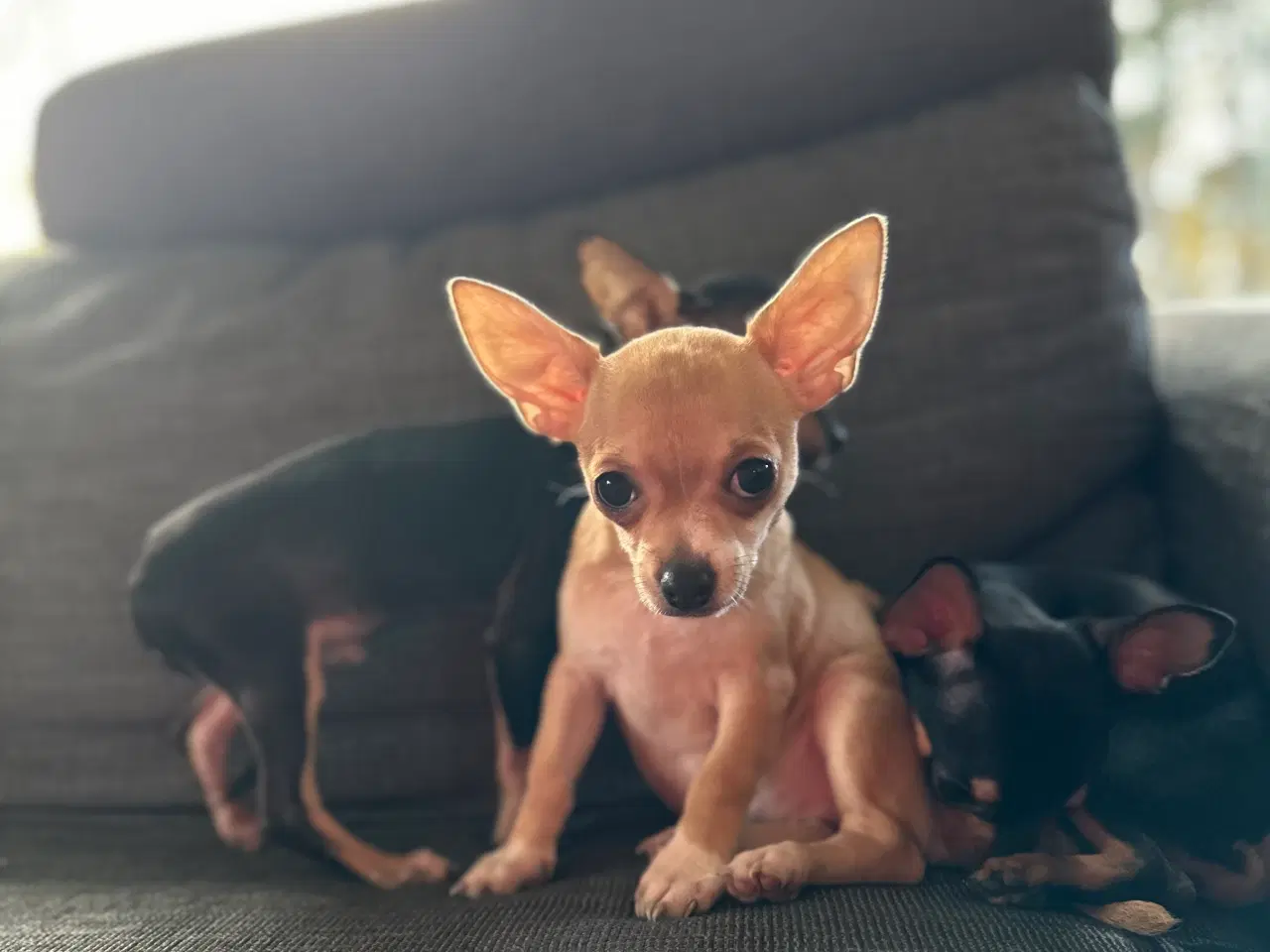 Billede 4 - Chihuahua hvalpe søger et kærligt hjem