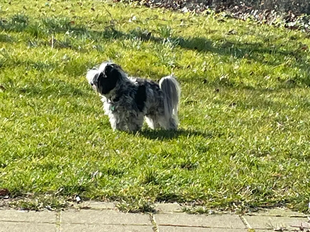 Billede 1 -  parring af Malteser /Yorkshire terrier 