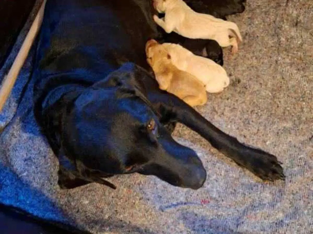 Billede 5 - Labrador F1 hvalpe