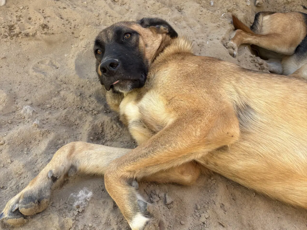 Billede 7 - Toby søger familie! 🤎