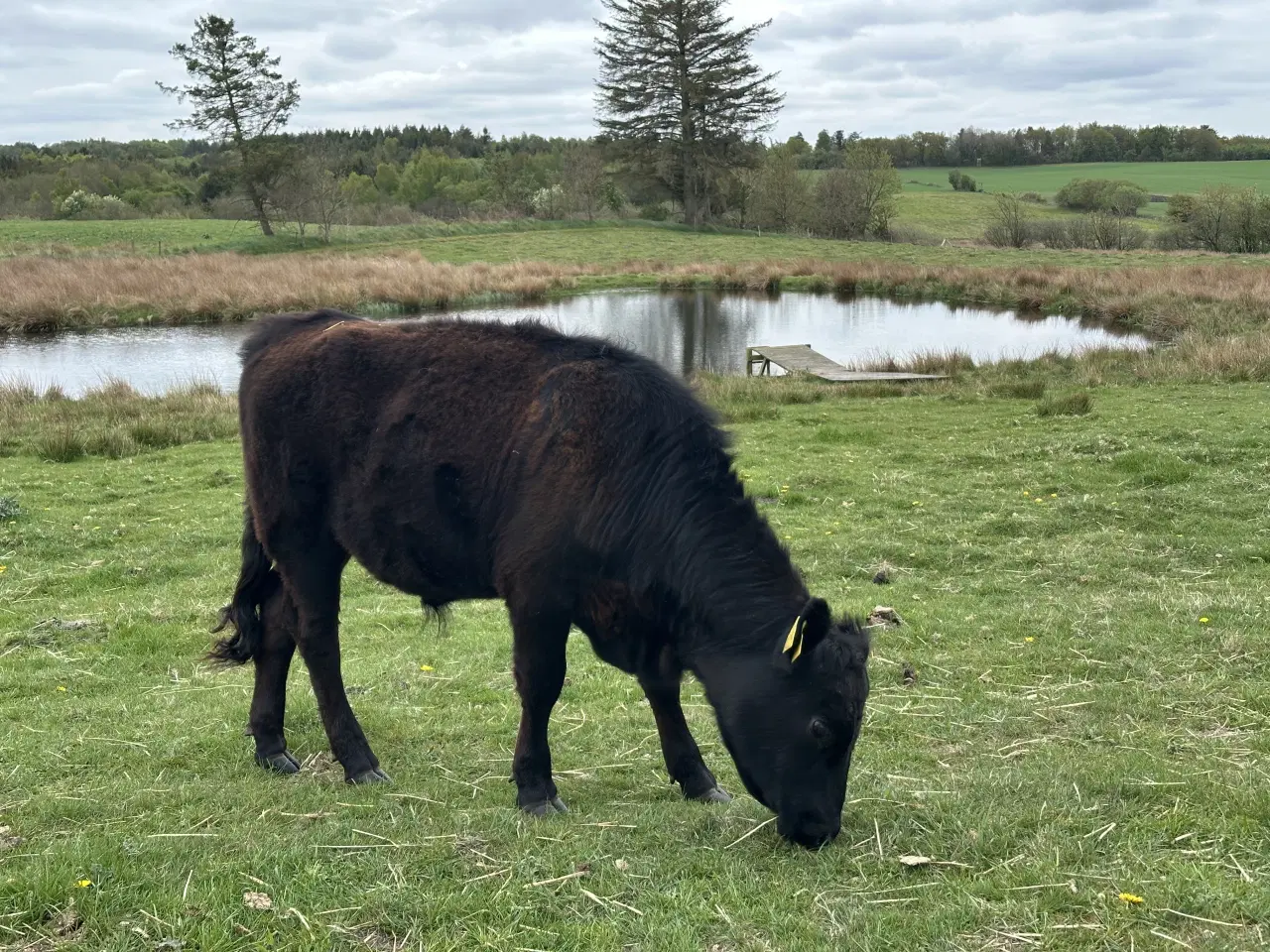 Billede 3 - Dexter stud og kvie fra april 2025