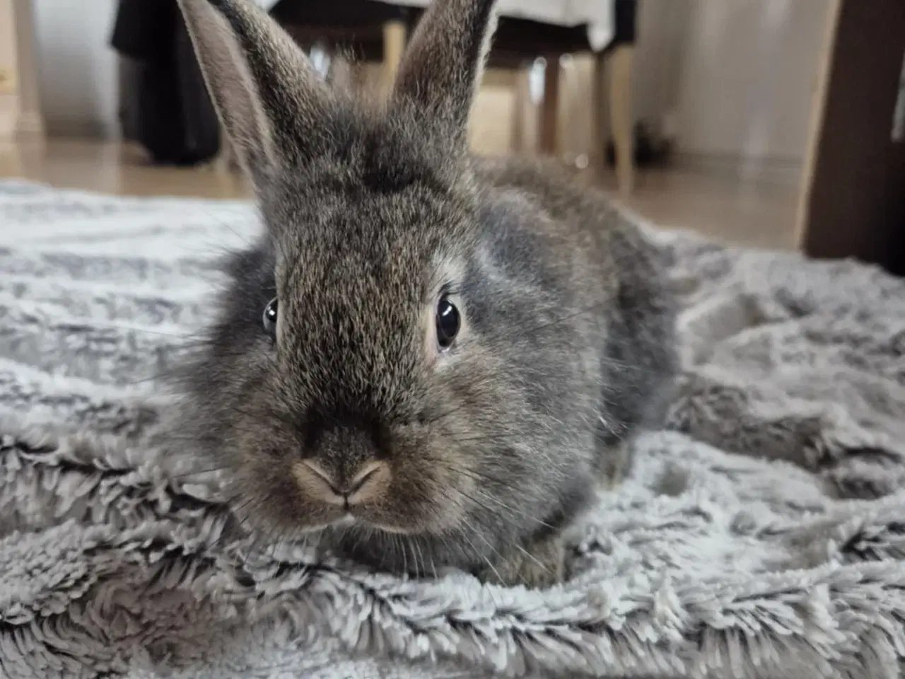 Billede 4 - Kaninunger blandings race 