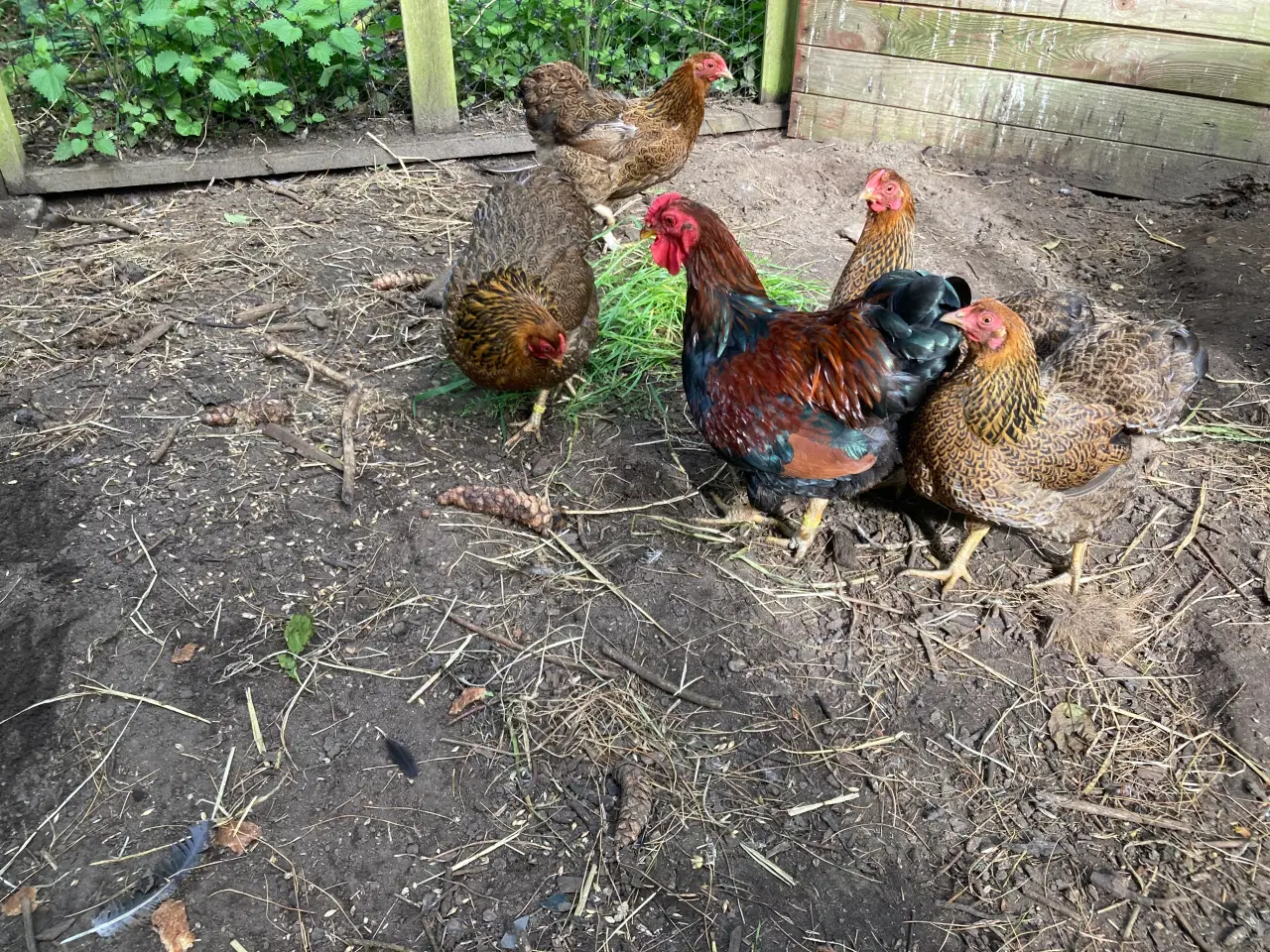 Billede 3 - Rugeæg af følgende dværghøns kan samles mod bestil