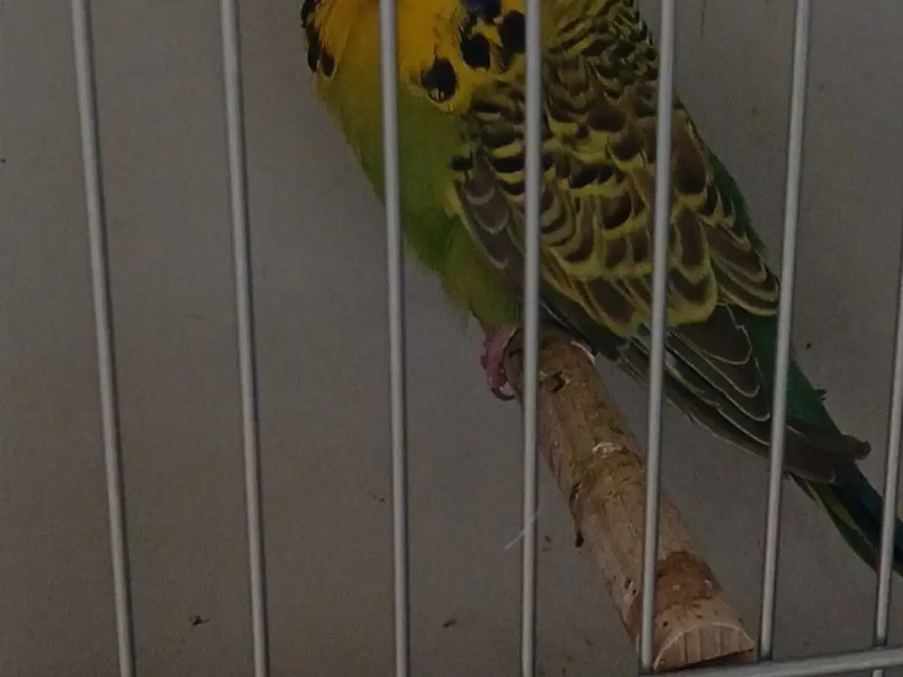 Billede 2 - Engelsk undulat han