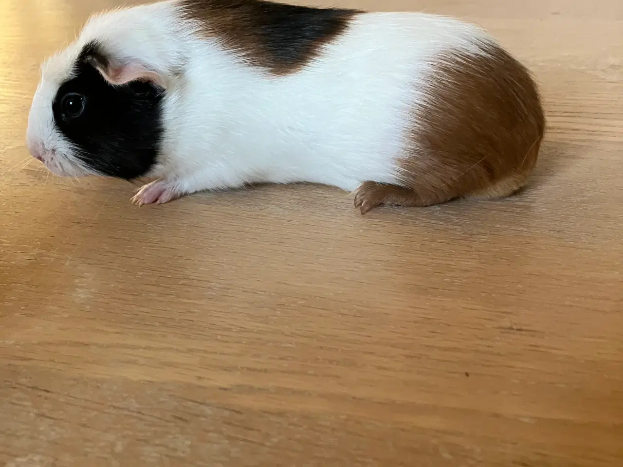 Billede 11 - Smukke marsvineuger