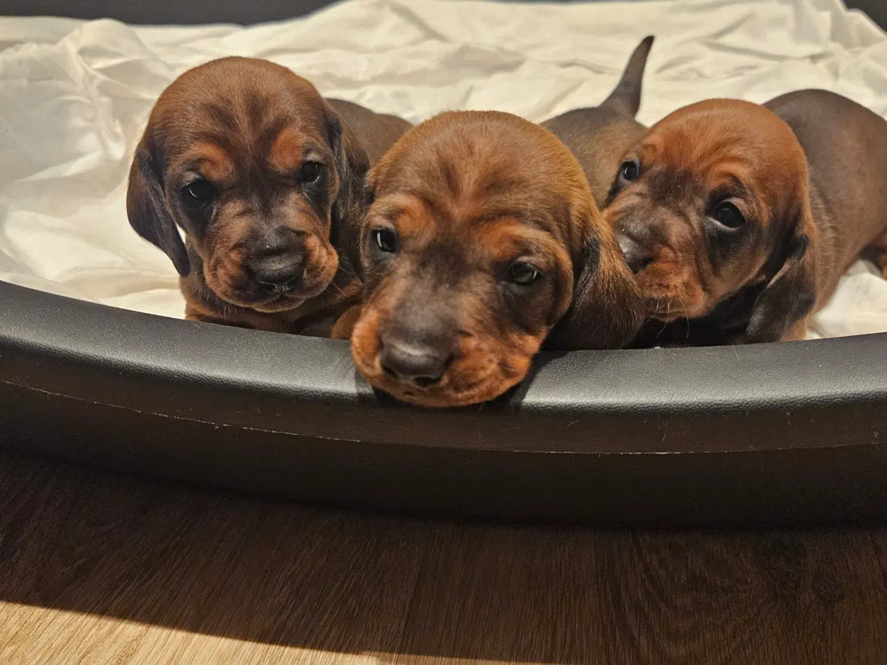 Billede 1 - Gravhundehvalpe 