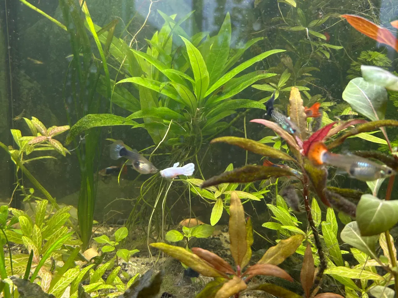 Billede 2 - Akvarie planter 
