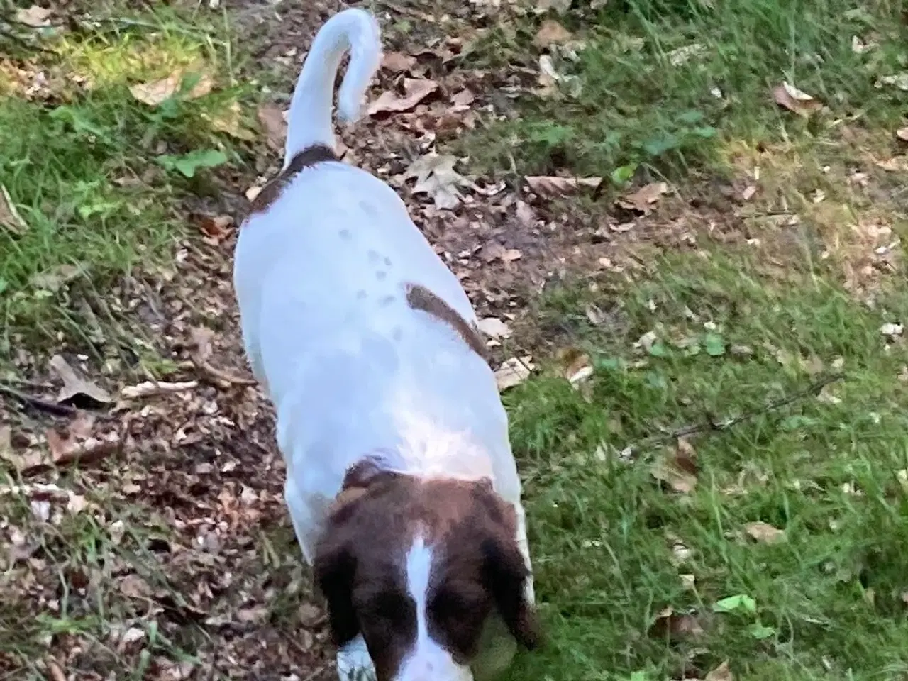 Billede 3 - Springer Spaniel 1 Han tilbage 