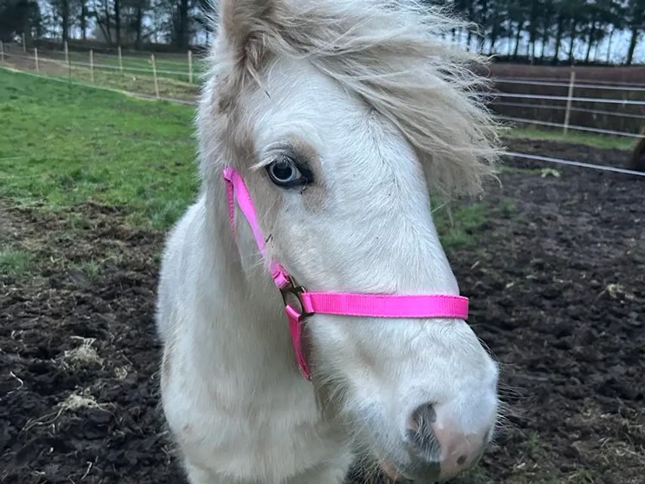 Billede 6 - Irish Cob - Tinker hoppe - 2 år