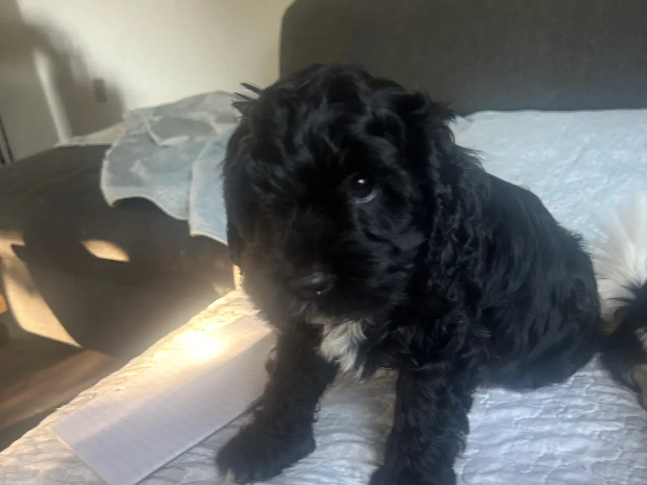 Billede 4 - F1 cavapoo hvalpe 